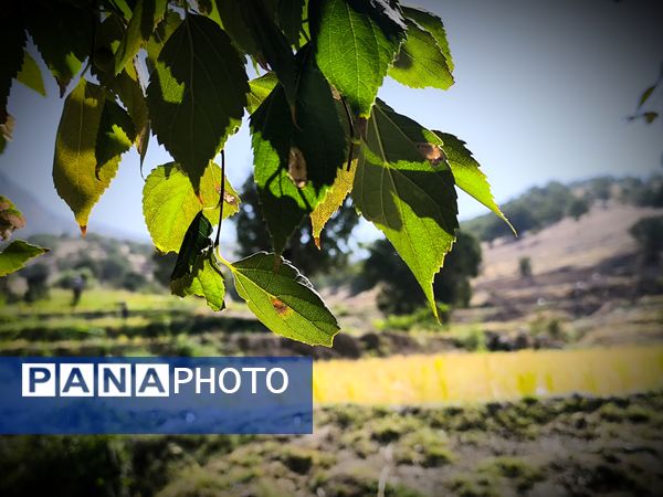 قاب‌های ماندگار از برداشت برنج در منطقه میانکوه 