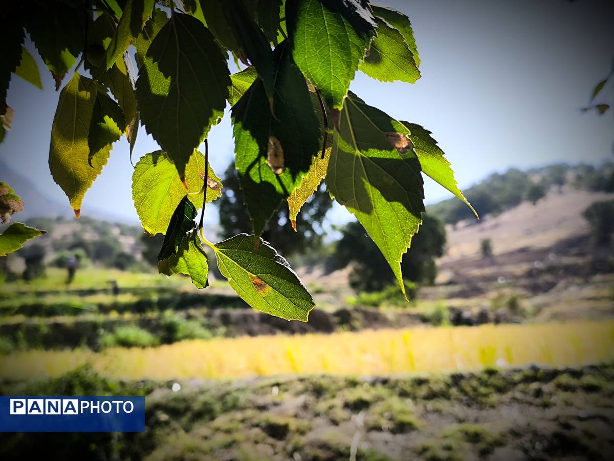 قاب‌های ماندگار از برداشت برنج در منطقه میانکوه 