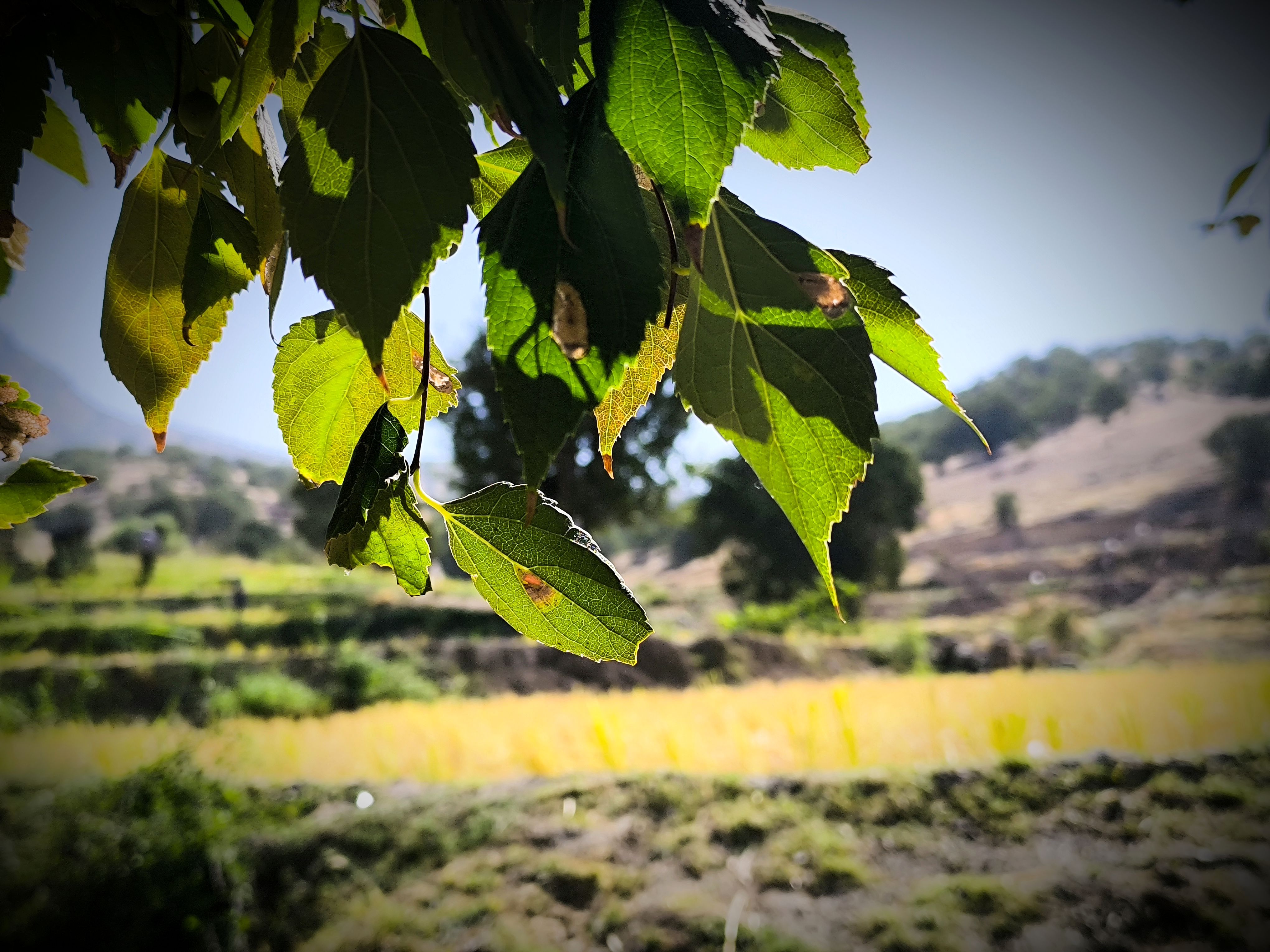 قاب‌های ماندگار از برداشت برنج در منطقه میانکوه 