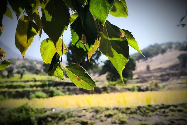 قاب‌های ماندگار از برداشت برنج در منطقه میانکوه 