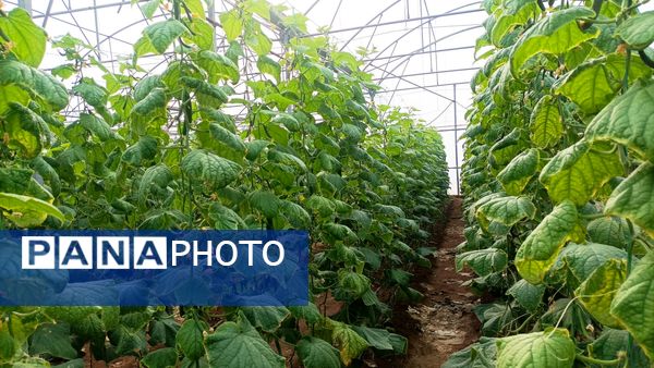 بازدید از گلخانه نمونه خسروشاه در هفته بسیج