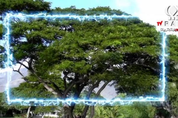 درخت، منبع بی‌وقفه‌ی اکسیژن