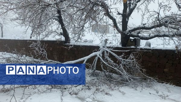 بارش برف در ارتفاعات شاندیز