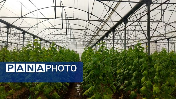 بازدید از گلخانه نمونه خسروشاه در هفته بسیج