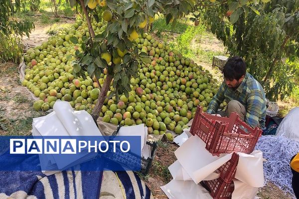 فصل برداشت میوه های پاییزی در شهر زیبای بار نیشابور.