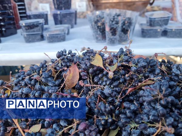 دومین جشنواره زرشک سیاه در روستای تیل شهرستان شبستر