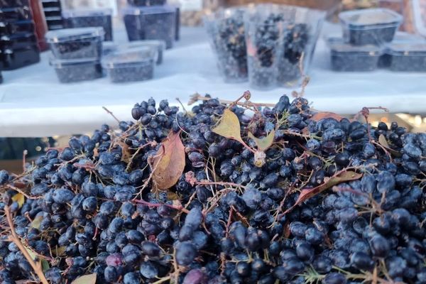 دومین جشنواره زرشک سیاه در روستای تیل شهرستان شبستر