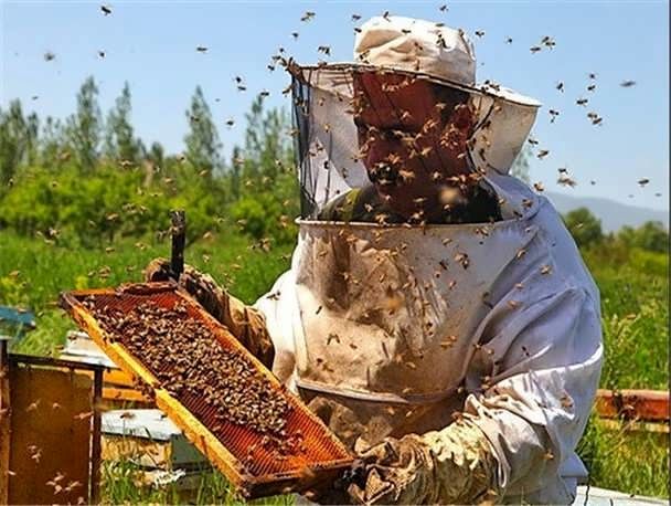 کلنی‌های زنبور عسل صاحب هویت می‌شود