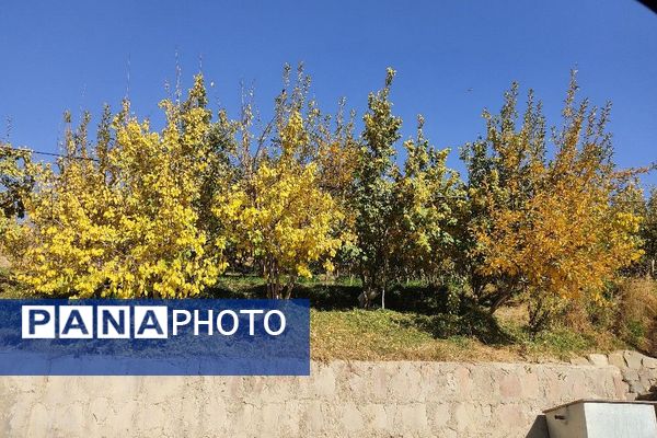 تصاویر زیبا از پاییز رنگارنگ در شهر دار السادات بار نیشابور 