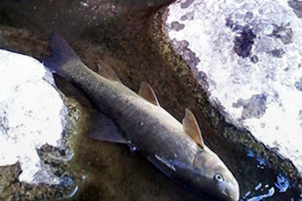 مرگ ماهیان در رودخانه سزار شهرستان دورود؛ آلودگی آب بحران‌ساز شد