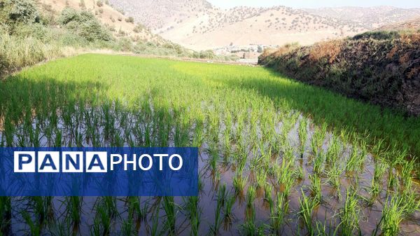 کاشت برنج در روستای بیدله 