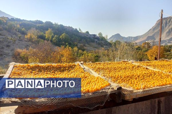 تصاویر زیبا از پاییز رنگارنگ در شهر دار السادات بار نیشابور 