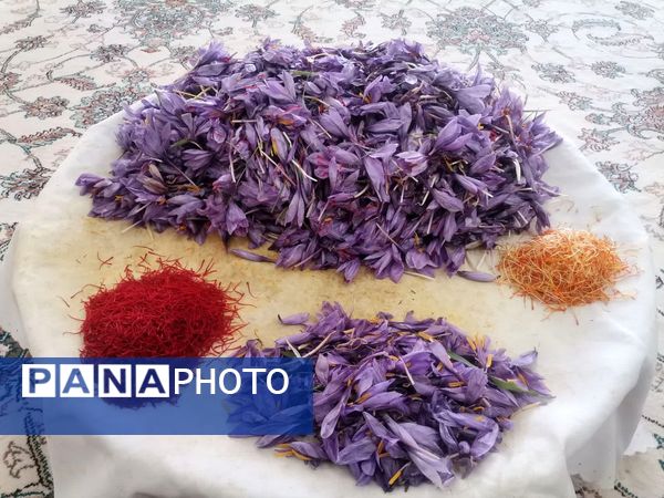 فدافن روستایی که زعفرانش با تشنگی خاک قصه‌ای تلخ نوشت