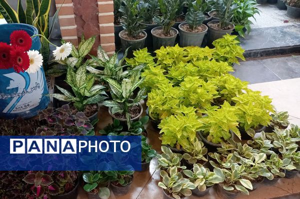 نمایشگاه گل و گیاه در نمایشگاه دائمی قرچک