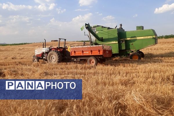  آغاز برداشت گندم از مزارع شهرستان هلیلان 