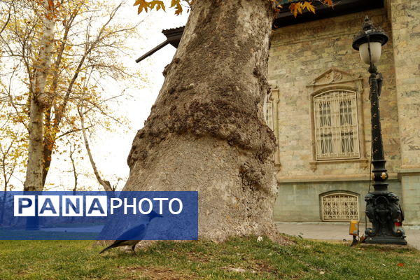 خلوت سرای پاییزی سعدآباد