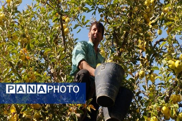 فصل برداشت میوه های پاییزی در شهر زیبای بار نیشابور.
