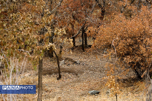 پاییز خیال انگیز در پارک جمشیدیه