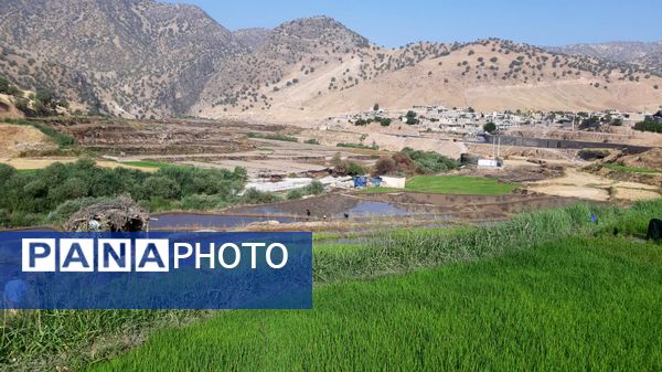 کاشت برنج در روستای بیدله 
