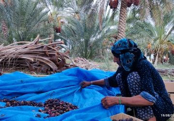 برداشت محصول خرما در شهرستان قلعه گنج