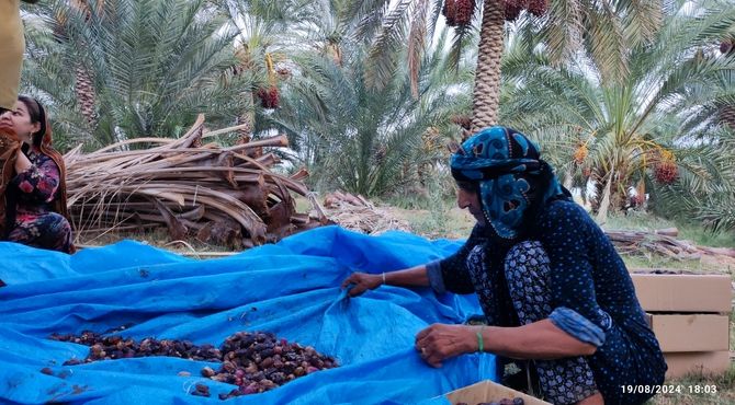 برداشت محصول خرما در شهرستان قلعه گنج