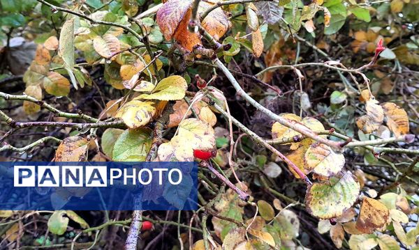 بازگشت باران به میانکوه پس از ماه‌ها خشکسالی