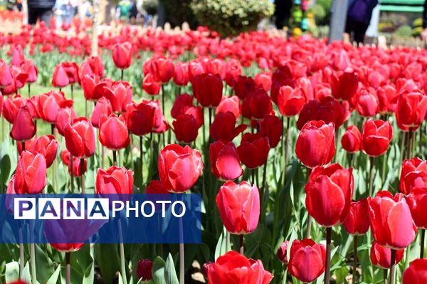 حال و هوای جشنواره  لاله‌های کرج 