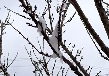 گزارش خبرنگار پانا از سفید پوش شدن زمین در روستای گزکوه 