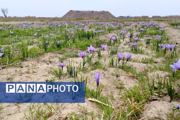 طلای سرخ در خلیل آباد