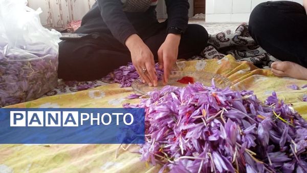 فدافن روستایی که زعفرانش با تشنگی خاک قصه‌ای تلخ نوشت