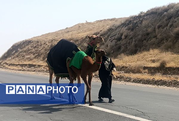 گام هایی از جنس عشق به امام رضا (ع)