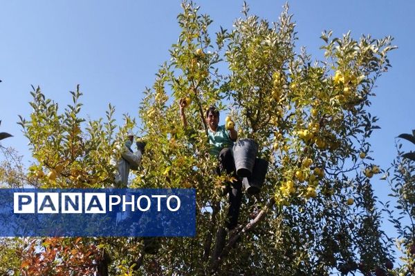 فصل برداشت میوه های پاییزی در شهر زیبای بار نیشابور.
