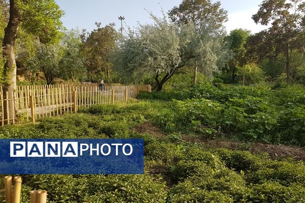 اردیبهشت زیبای باغ گیاهشناسی مشهد