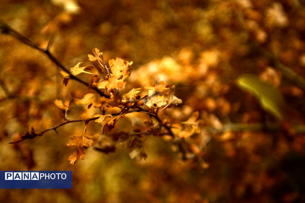 پاییز خیال انگیز در پارک جمشیدیه