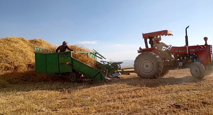 گندم، یکی ازمحصولات کشاورزی در روستای گزکوه 