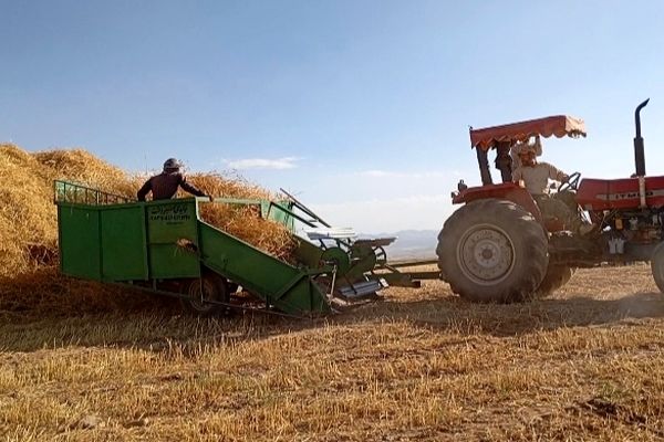 گندم، یکی ازمحصولات کشاورزی در روستای گزکوه 