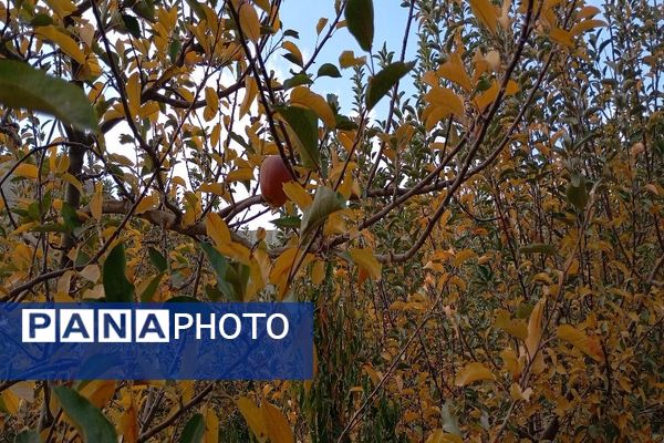 تصاویر زیبا از پاییز رنگارنگ در شهر دار السادات بار نیشابور 