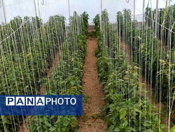 فاز دوم مجتمع گلخانه‌ای لردگان، آغاز فصل جدیدی در کشاورزی پایدار