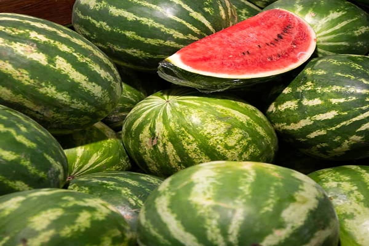 میانگین غلظت نیترات در هندوانههای ایران کمتر از ۱۰ میلیگرم بر کیلو گرم است