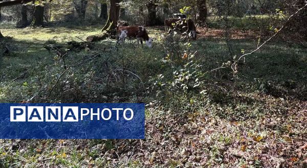 نگین سبز شمال ایران