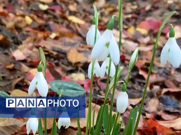 جنگل‌های هیرکانی کردکوی