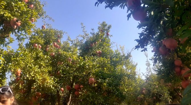 انارهای سرخ سیاب، لبخند پاییز لرستان