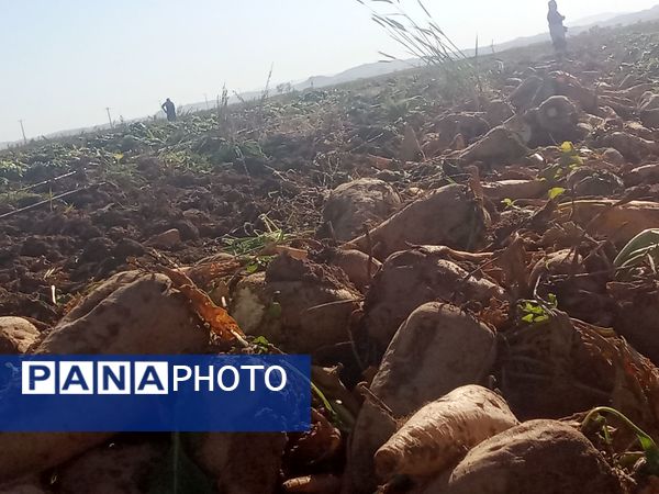 برداشت چغندر قند از مزارع دشت گل آغاز شد