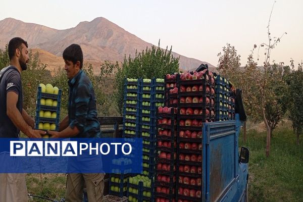 فصل برداشت میوه های پاییزی در شهر زیبای بار نیشابور.