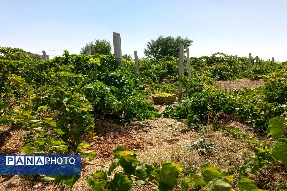 آغاز فصل برداشت انگور از باغات روستای گزکوه فاروج