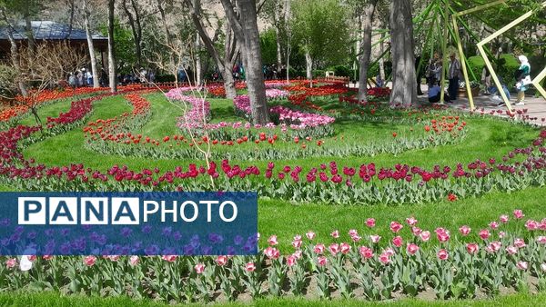 جلوه‌گری رنگ‌ها در دل بهار در یازدهمین جشنواره لاله‌ها در پارک چمران کرج