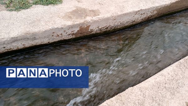 برنج‌کاری در لردگان؛ نماد زندگی و فرهنگ محلی