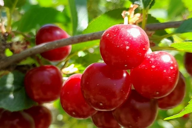 میوه‌های خوش‌رنگ و لعاب بهاری در روستای مارکده