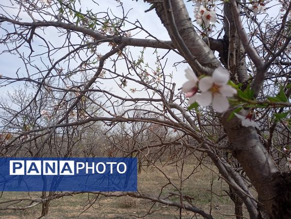  شکوفه های بهاری در روستای گزکوه