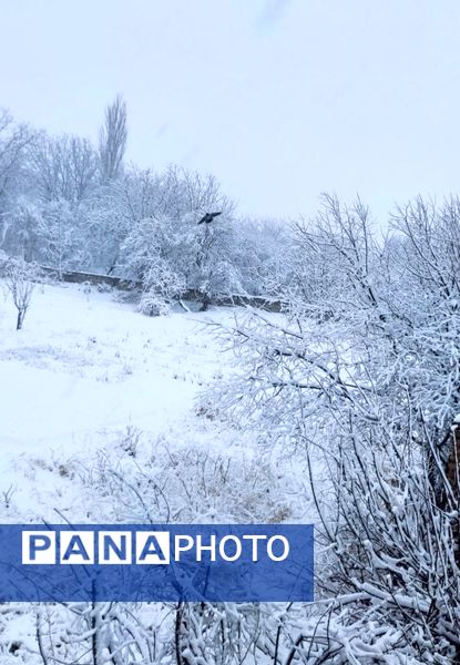 بارش برف جلوه ای از نعمت الهی در روزهای سفید باخرز